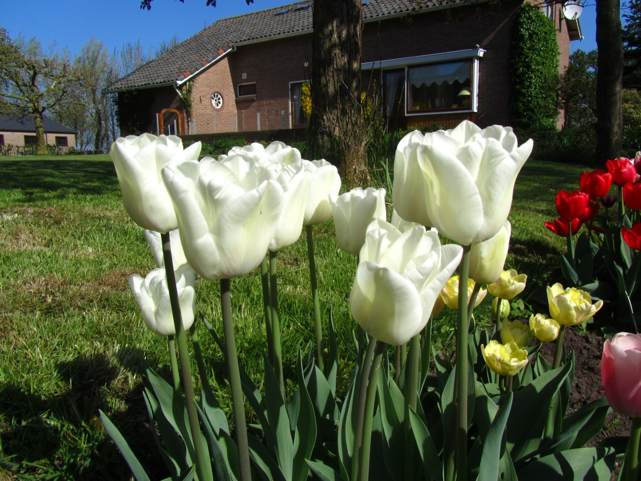 Tulp-Darwin-Snow-1 Darwisnow - Afbeelding 1