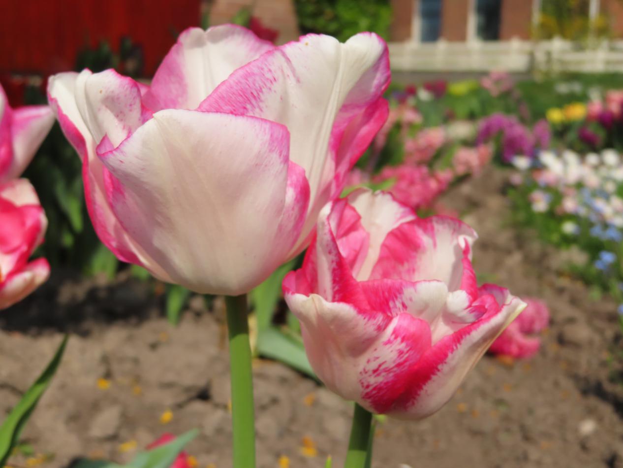 Tulp-Del-Pierro-1 Del Piero - Afbeelding 1