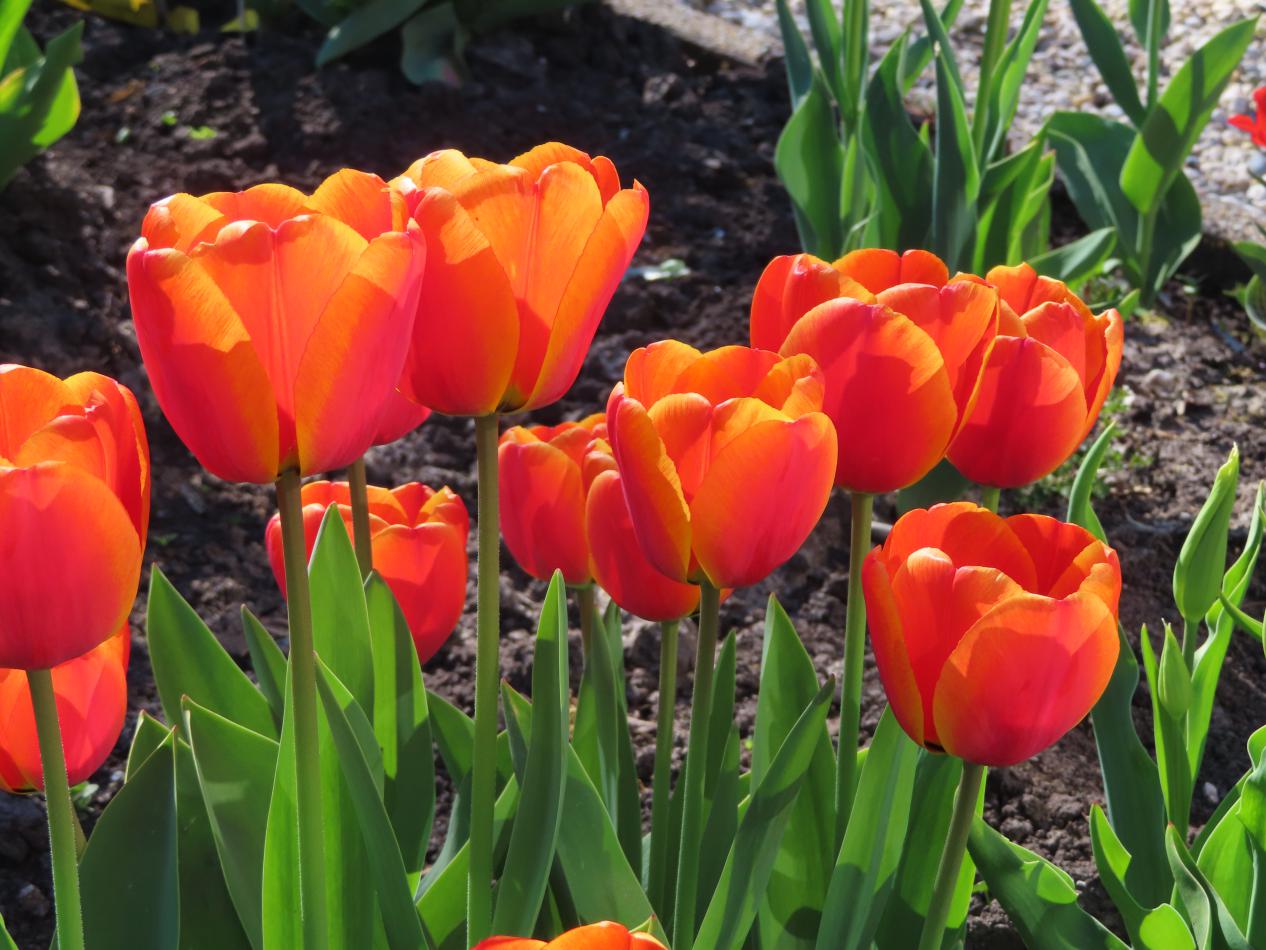 Tulp-Delight-1 Delight - Afbeelding 1