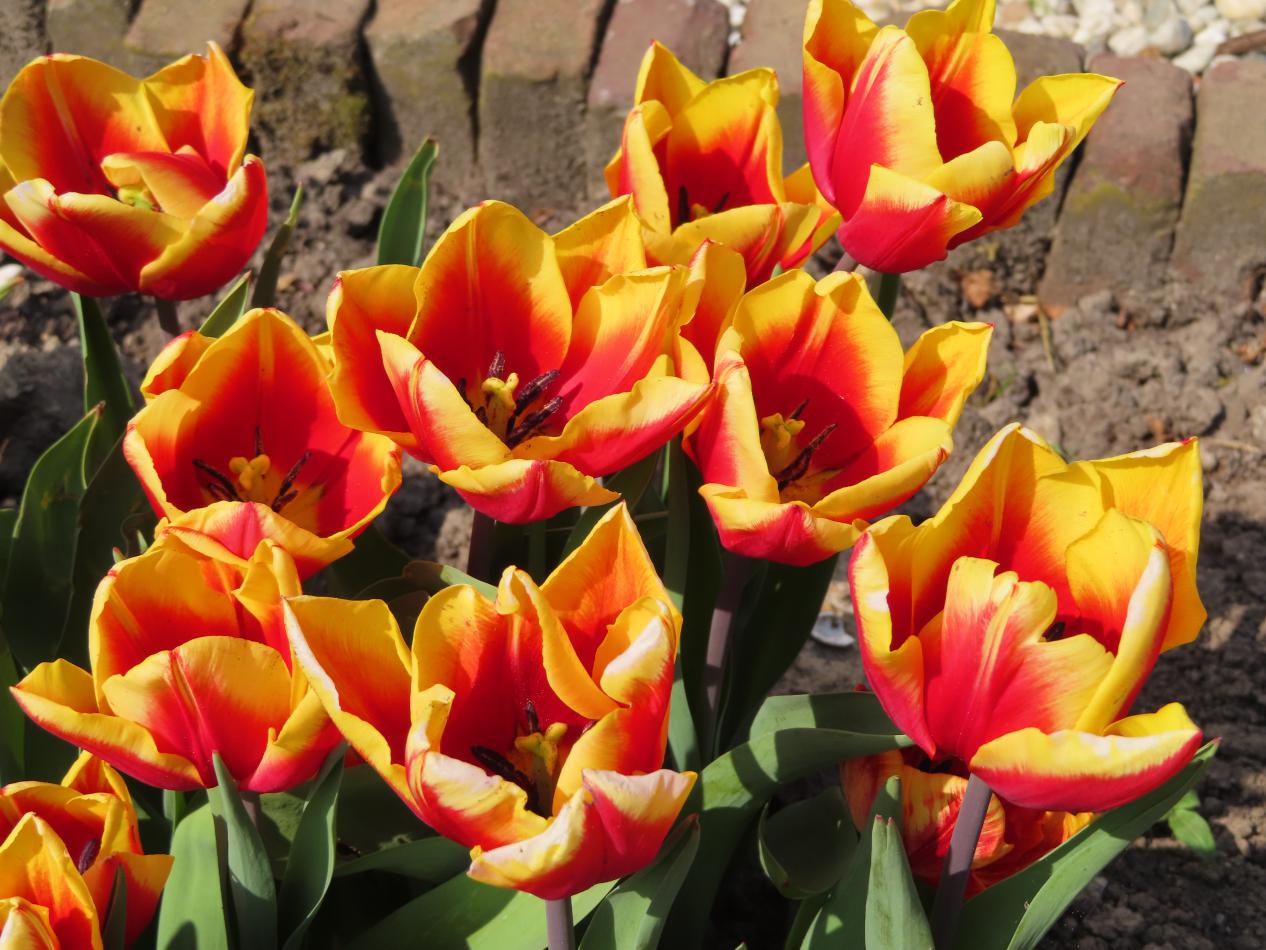Tulp-Denmark-1 Denmark - Afbeelding 1