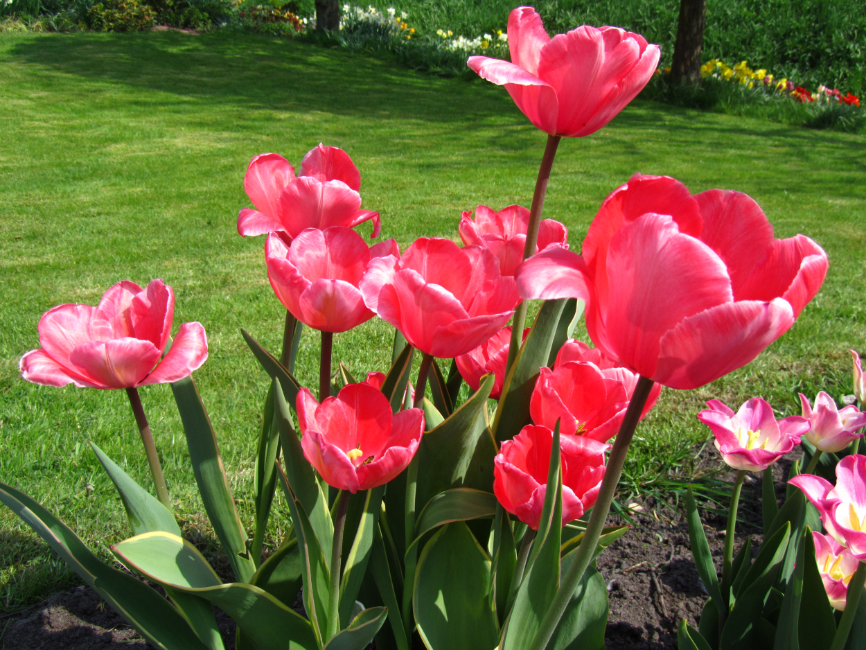 Tulp-Design-Impression-1 Design Impression - Afbeelding 1