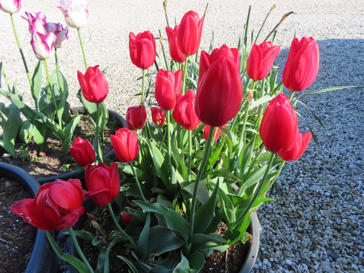 Tulp-Dick-Paschier-3 Dick Passchier - Afbeelding 1