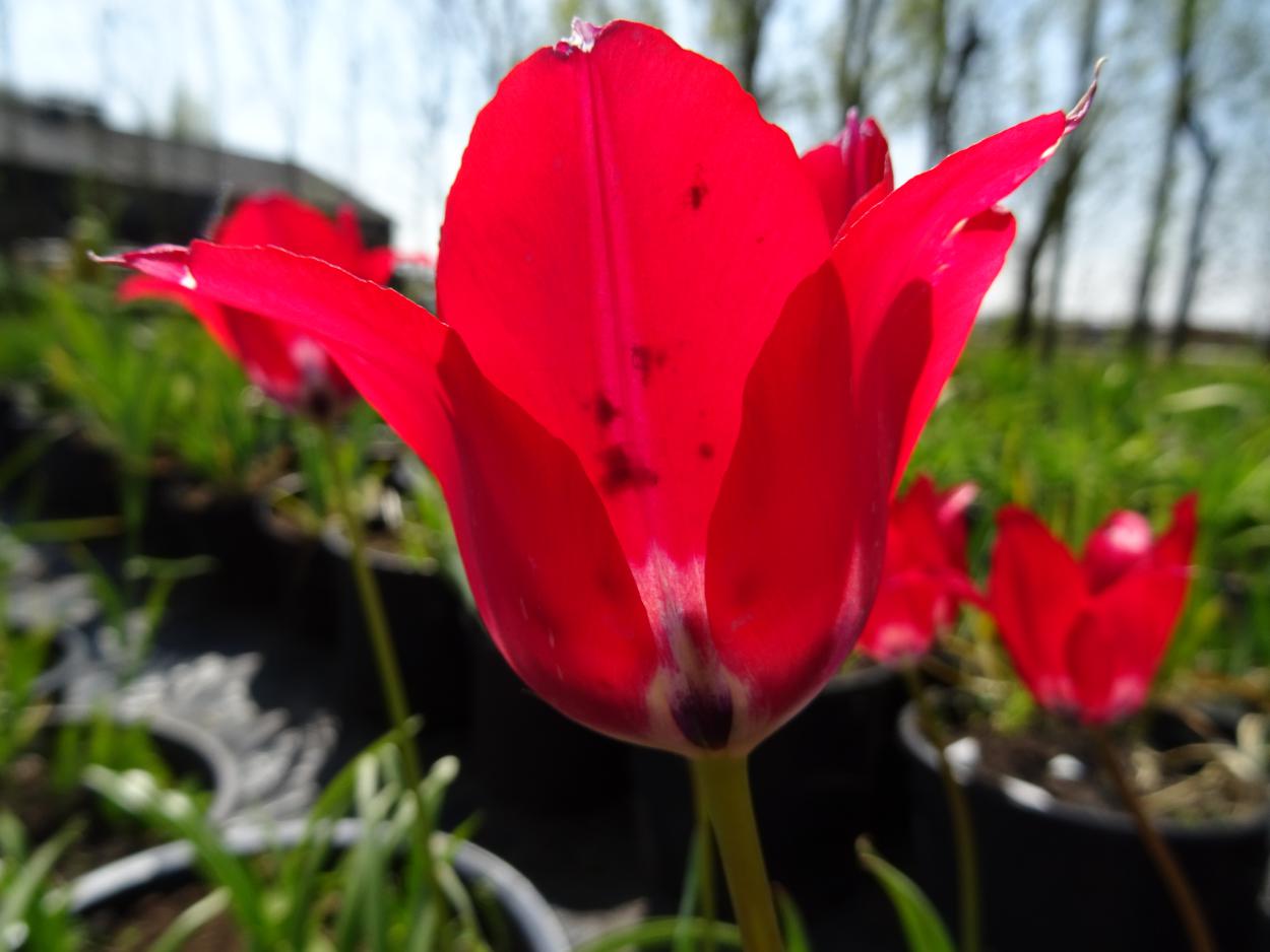 Tulp-Didieri-1 Didieri - Afbeelding 1