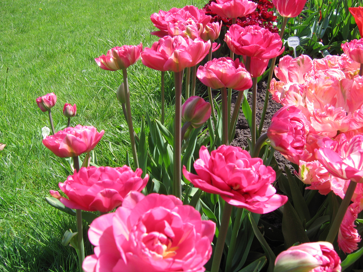Tulp-Don-Camilio-1 Don Camillio - Afbeelding 1