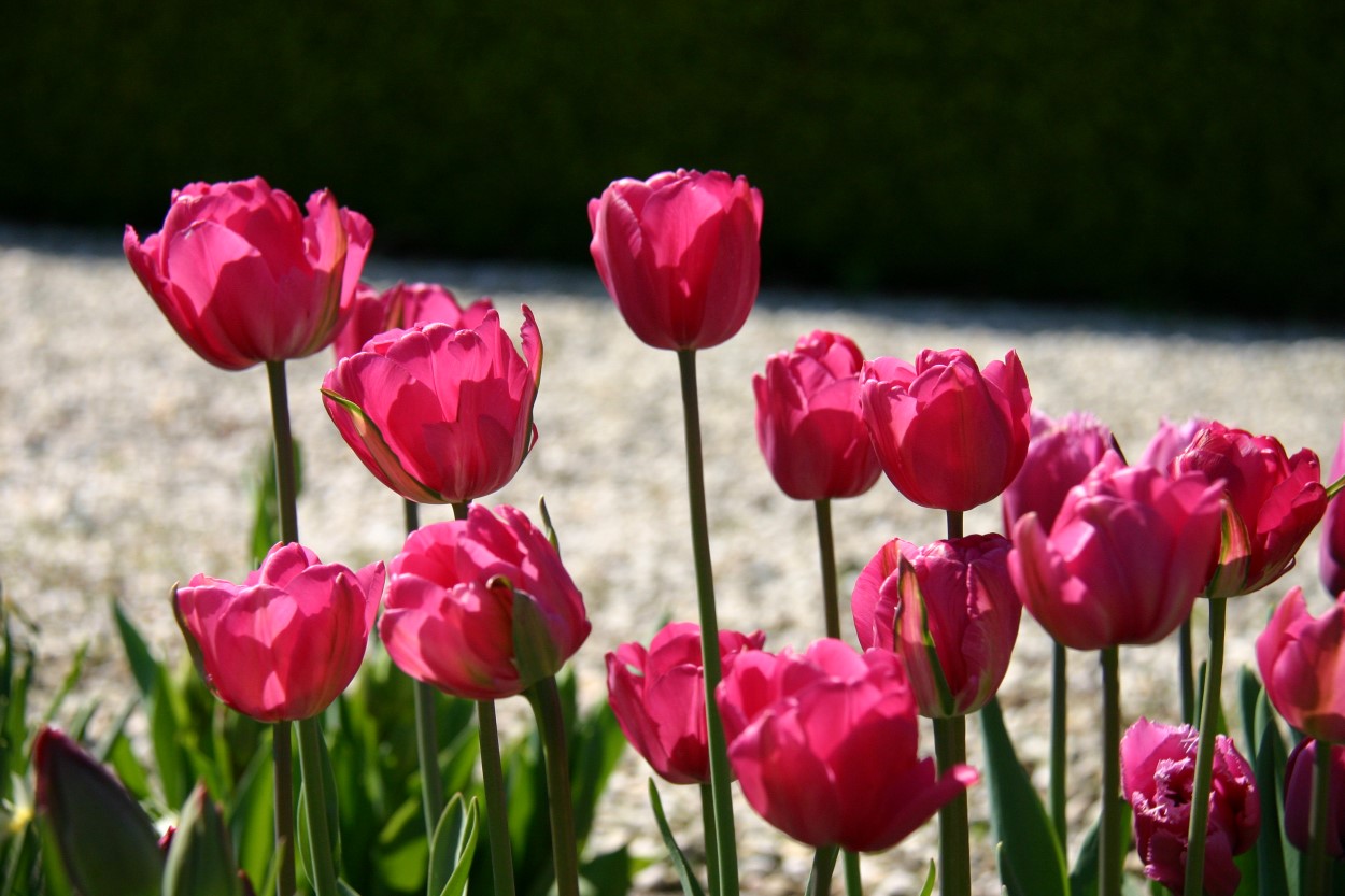 Tulp-Don-Double-1 Don Double - Afbeelding 1