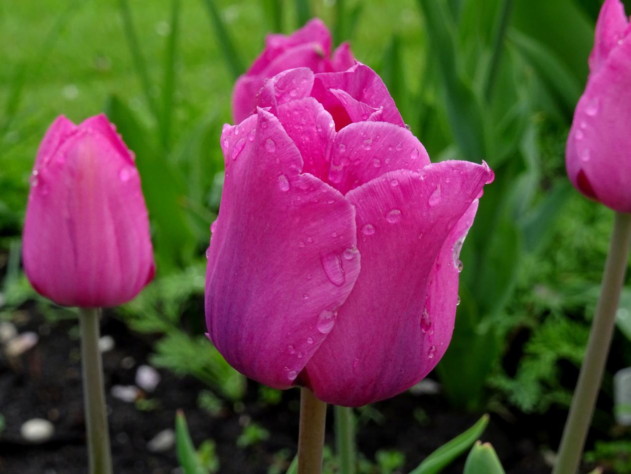 Tulp-Don-Quichotte-1 Don Quichotte - Afbeelding 1