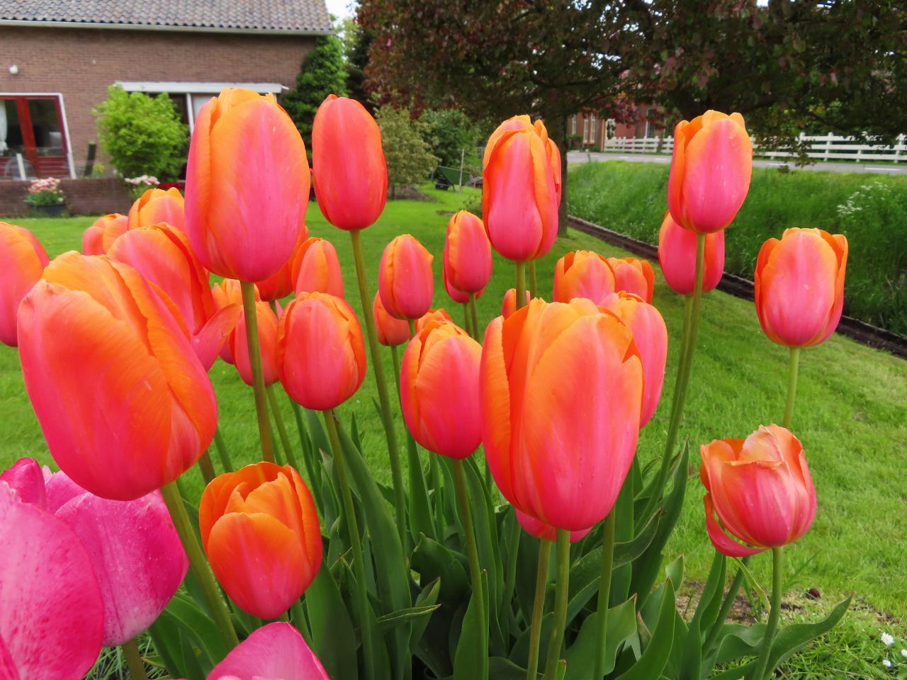 Tulp-Dordogne-1 Dordogne - Afbeelding 1