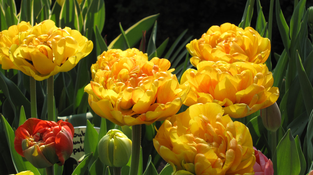 Tulp-Double-Beauty-of-Apeldoorn-1 Double Beauty of Apeldoorn - Afbeelding 1