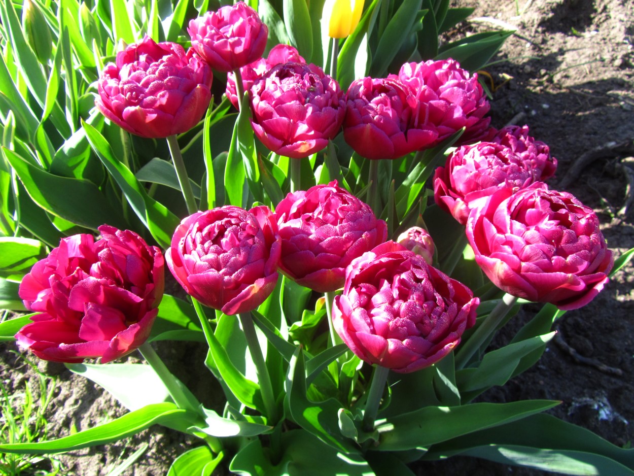 Tulp-Double-Dazzle-1 Double Dazzle - Afbeelding 1