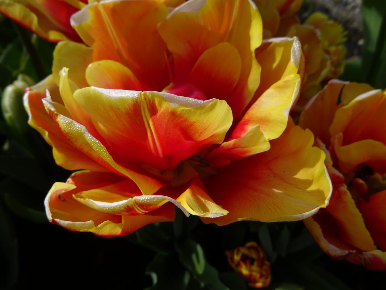 Tulp-Double-Focus-1 Double Focus - Afbeelding 1