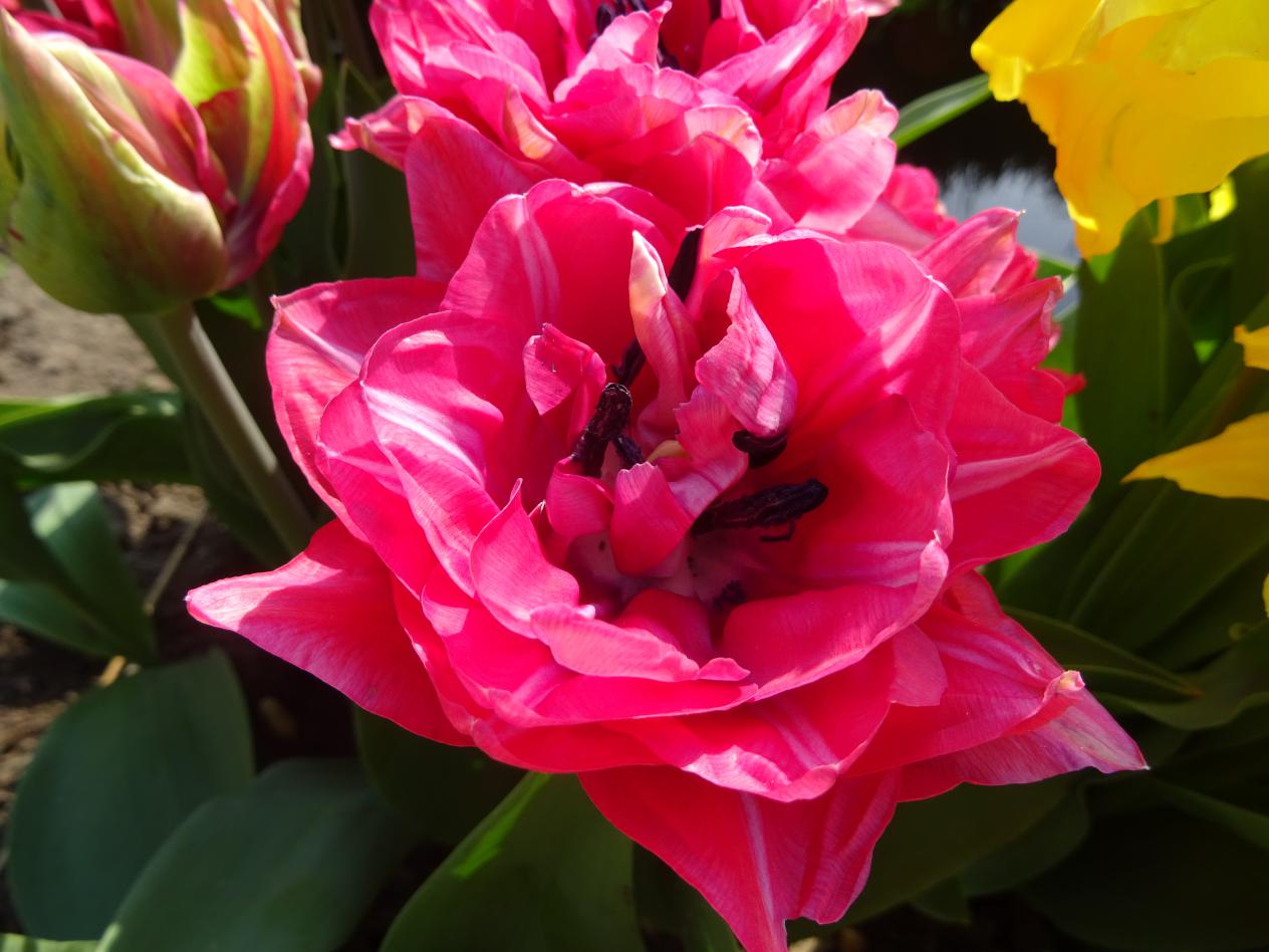 Tulp-Double-Red-2 Double Red - Afbeelding 1