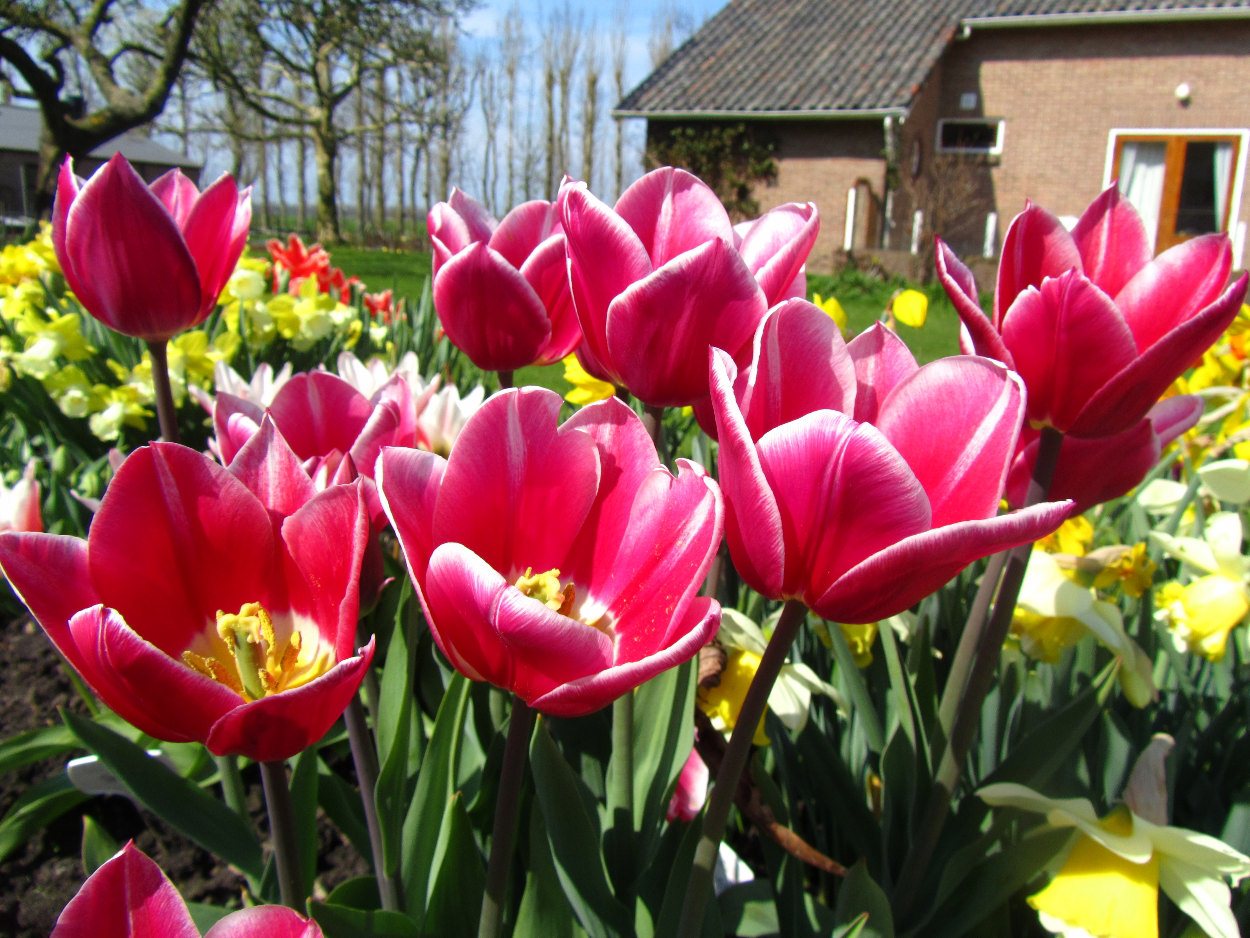 Tulp-Dream-World-1 Dream World - Afbeelding 1