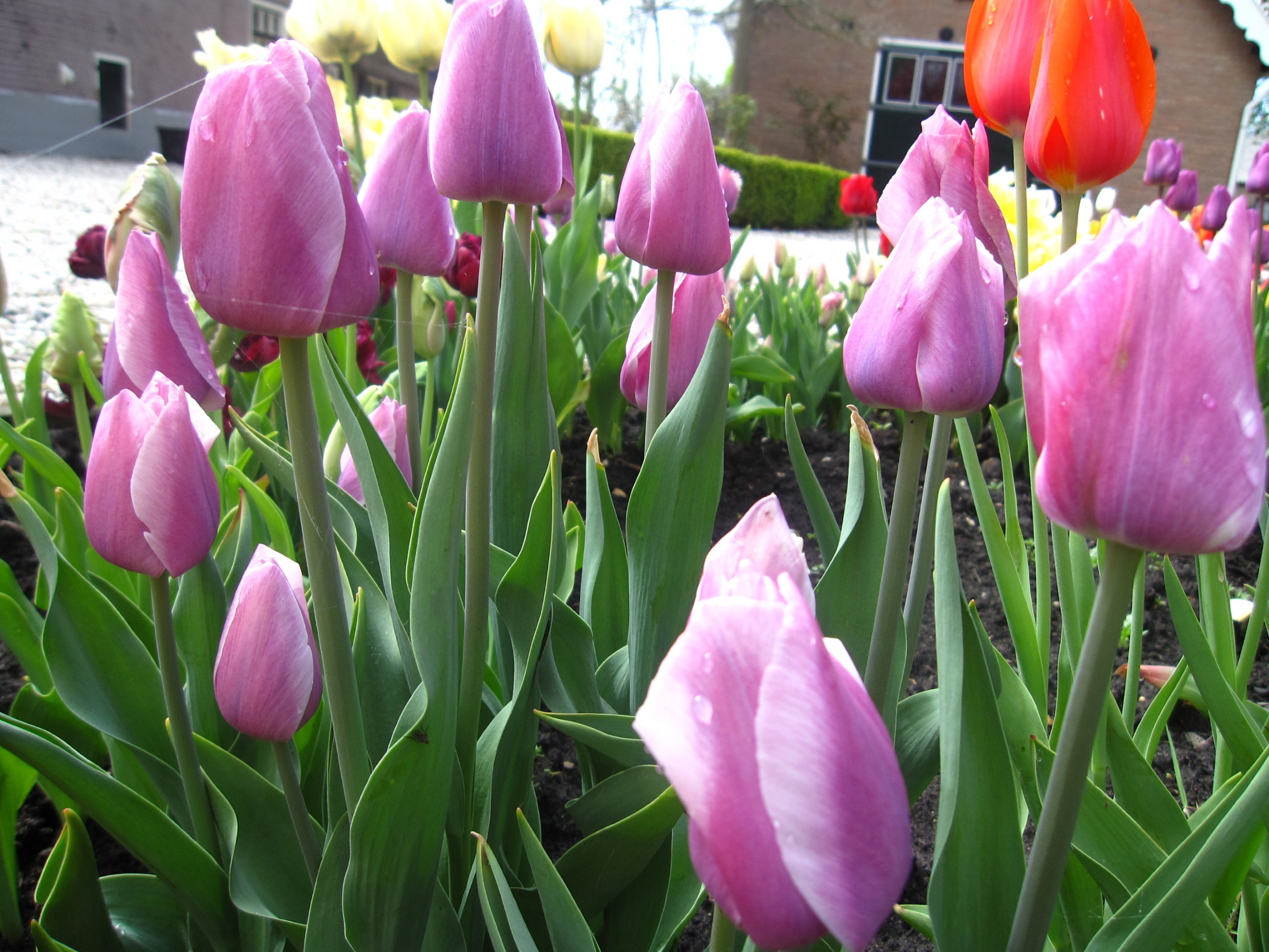 Tulp-Dreaming-Maid-1 Dreaming Maid - Afbeelding 1