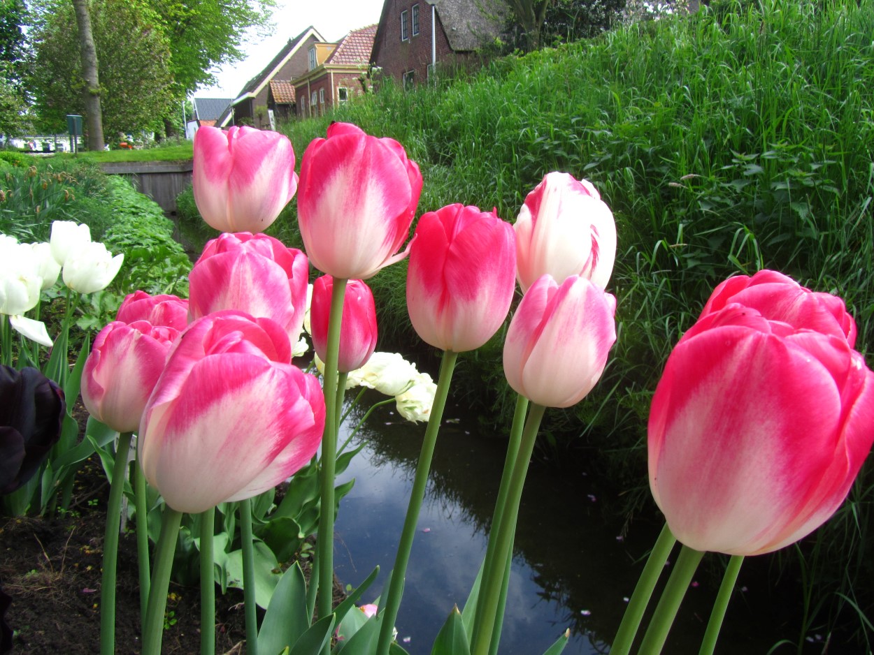 Tulp-Dreamland-1 Dreamland - Afbeelding 1