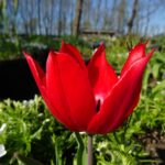 Duc van Tol Starlet