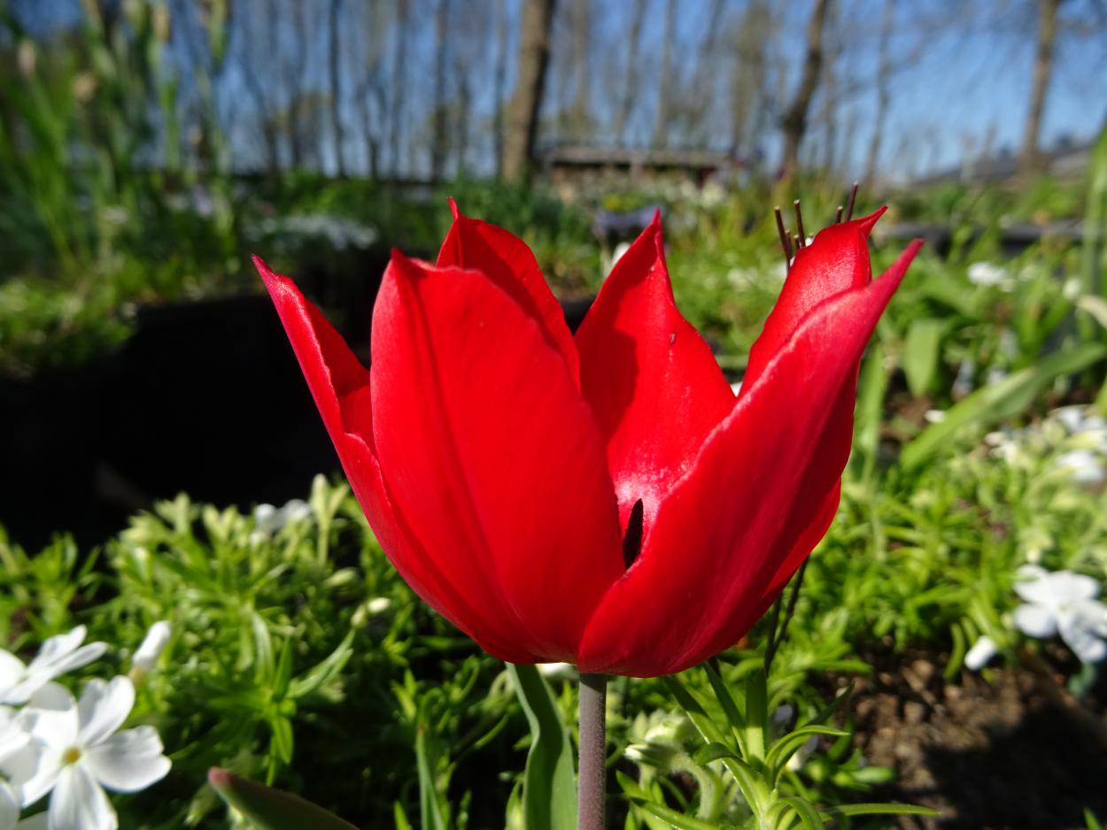 Tulp-Duc-van-Tol-Scarlet-1 Duc van Tol Starlet - Afbeelding 1