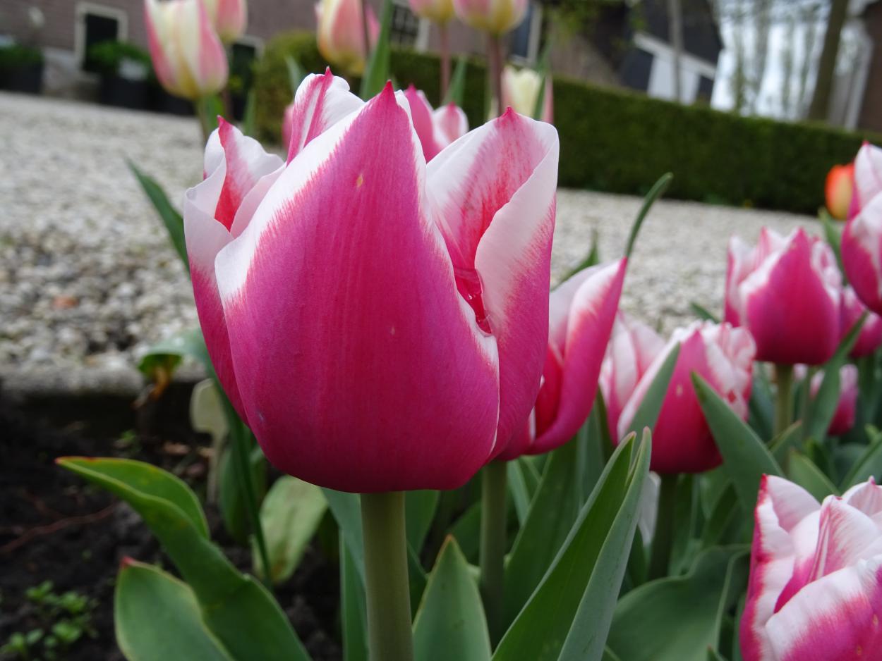 Tulp-Dutch-Design-1 Dutch Design - Afbeelding 1