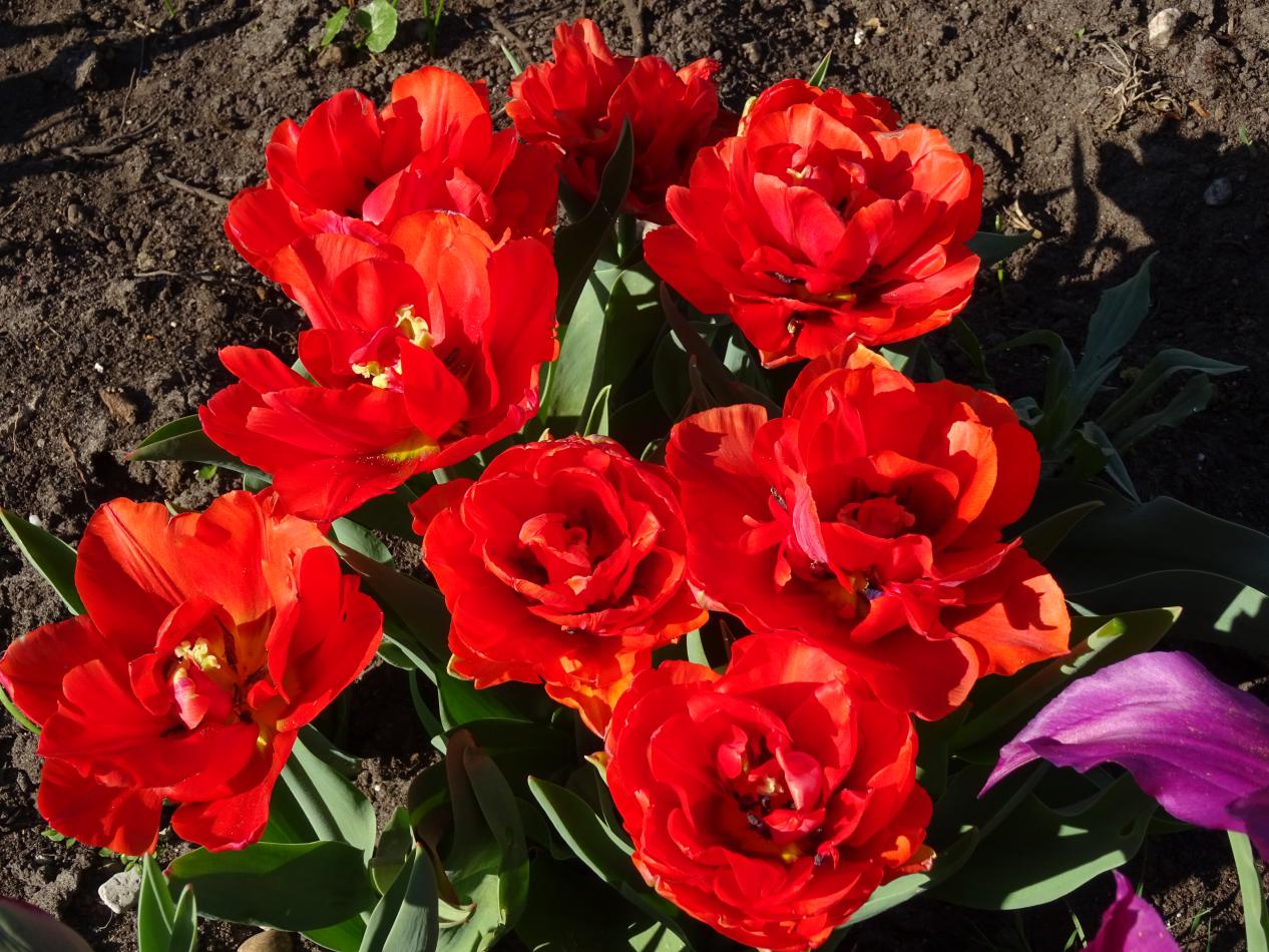 Tulp-Dutch-King-2 Dutch King - Afbeelding 1