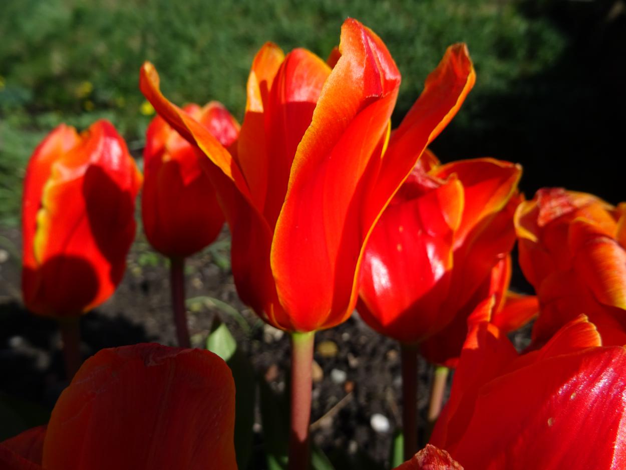Tulp-Early-Harvest-1 Early Harvest - Afbeelding 1