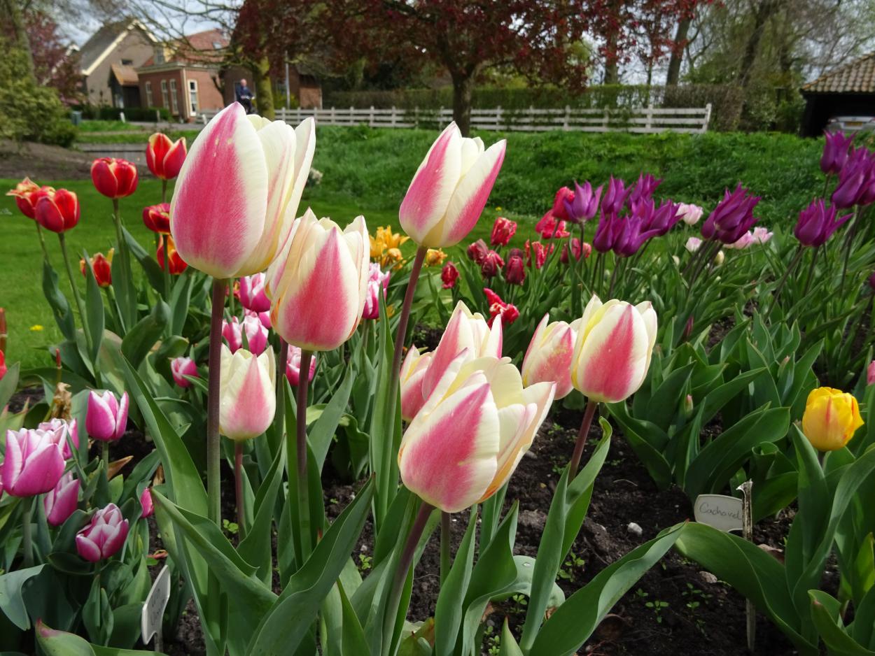 Tulp-Early-Surprise-1 Early Surprise - Afbeelding 1