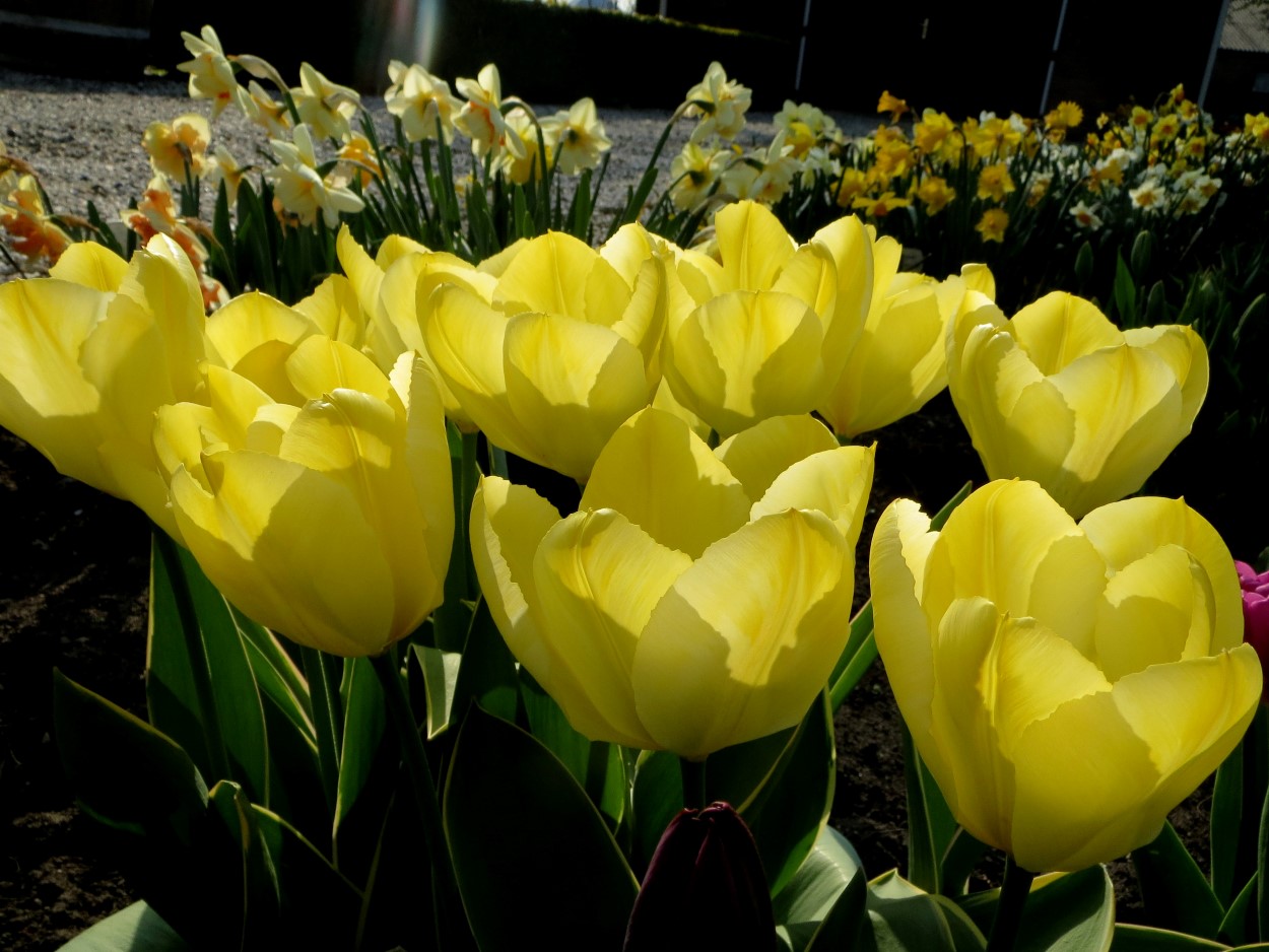 Tulp-Easter-Moon-1-a Easter Moon - Afbeelding 1