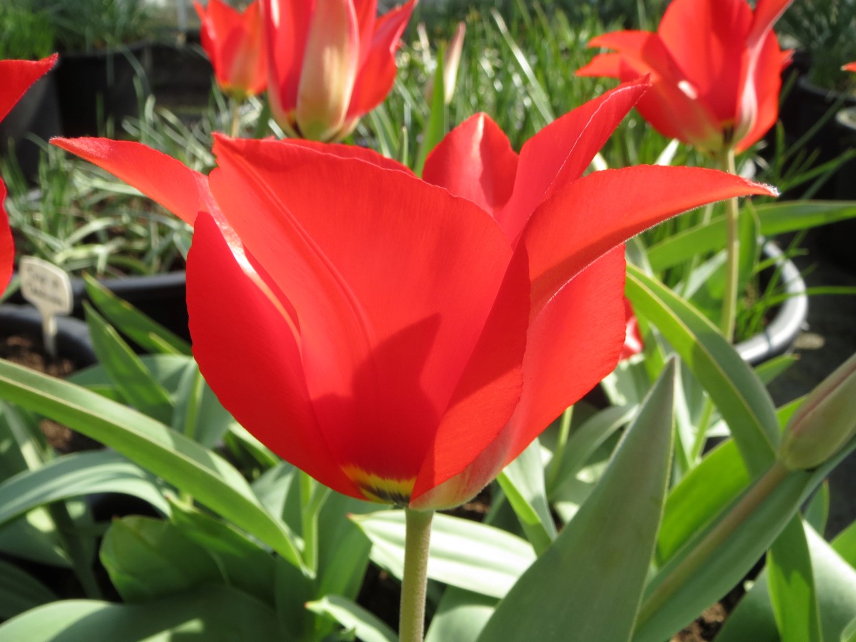 Tulp-Eichlerii-1 Eichlerii - Afbeelding 1