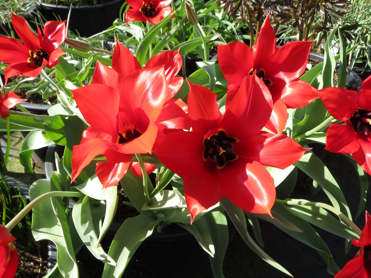 Tulp-Eichlerii-Exelsa-1 Eichlerii Exelsa - Afbeelding 1