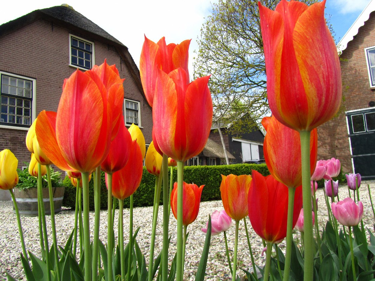 Tulp-El-Nino-4 El Nino - Afbeelding 1