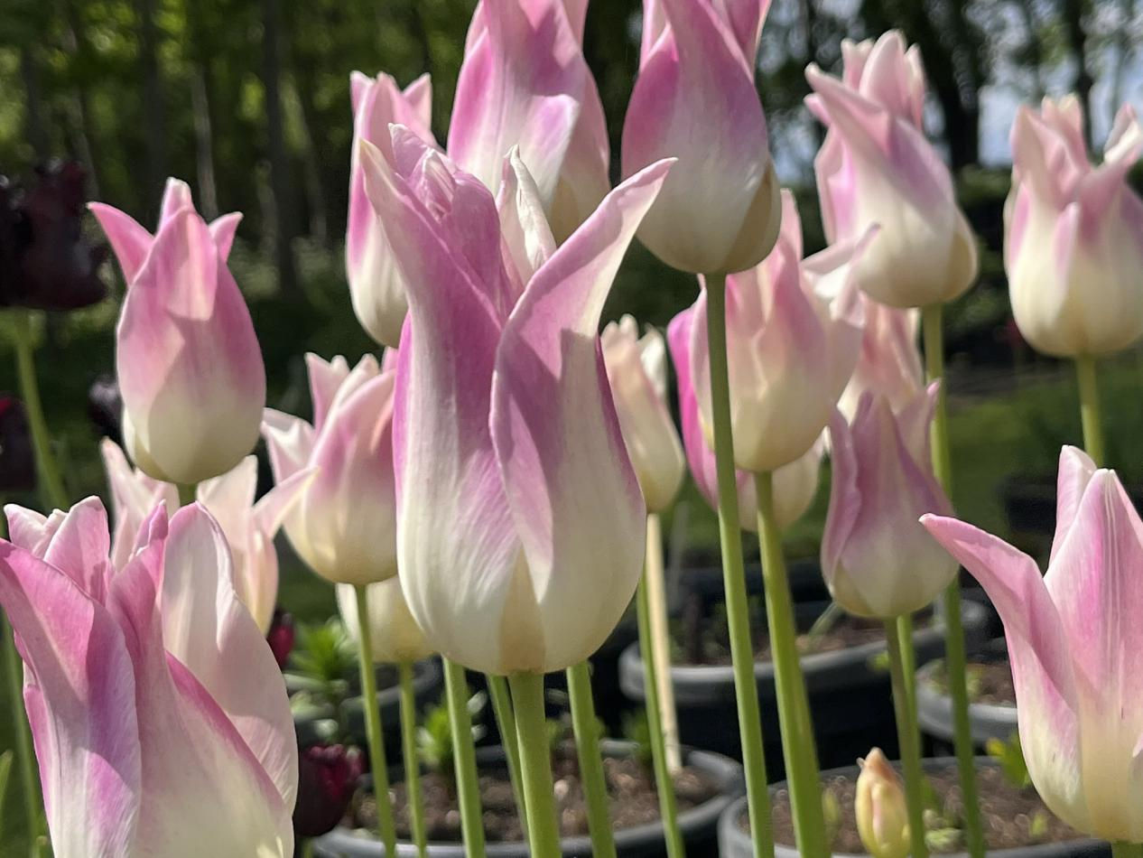 Tulp-Elegant-Lady-2 Elegant lady - Afbeelding 1
