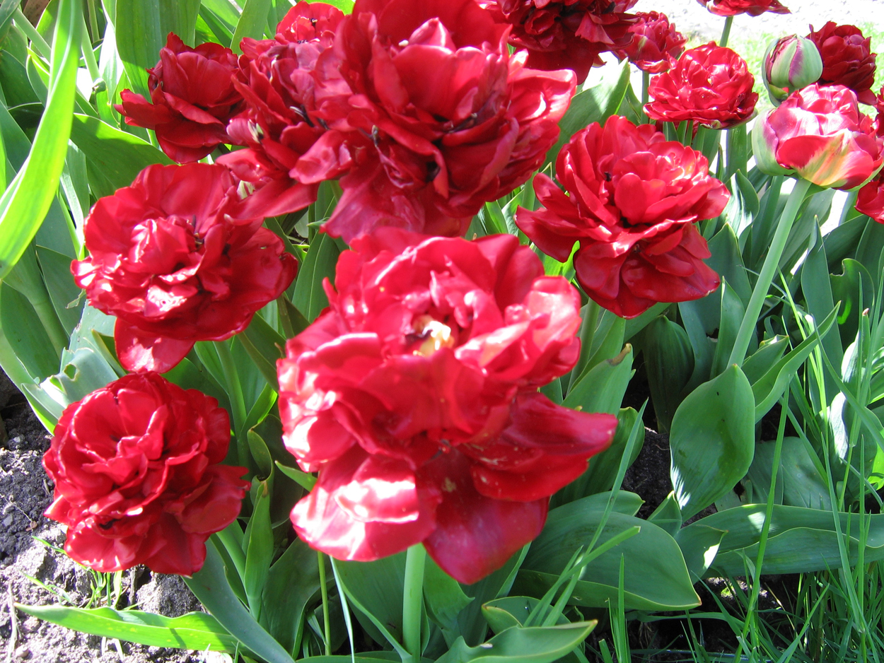 Tulp-Emblazou-2 Emblazon - Afbeelding 1