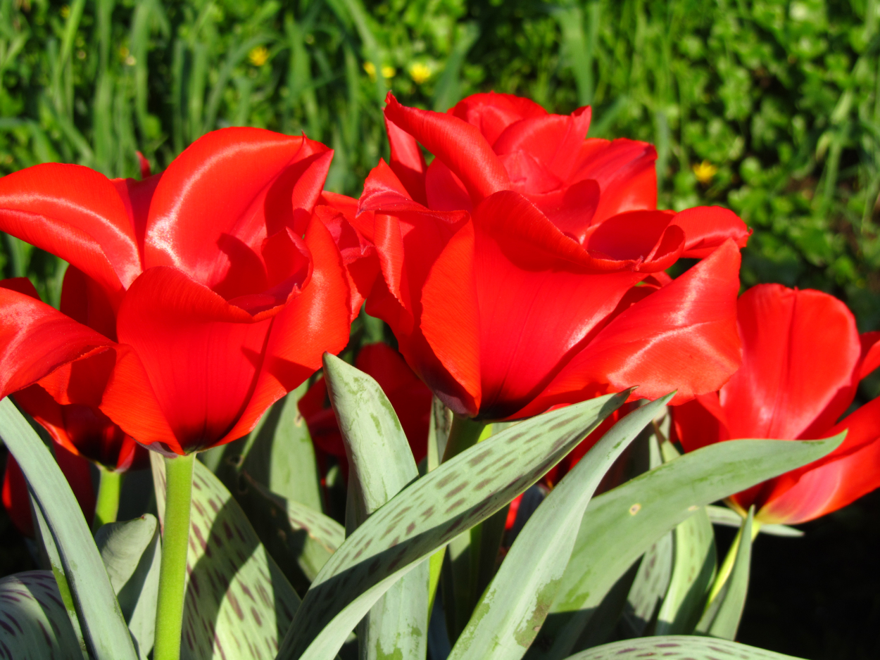 Tulp-Escape-1 Escape - Afbeelding 1