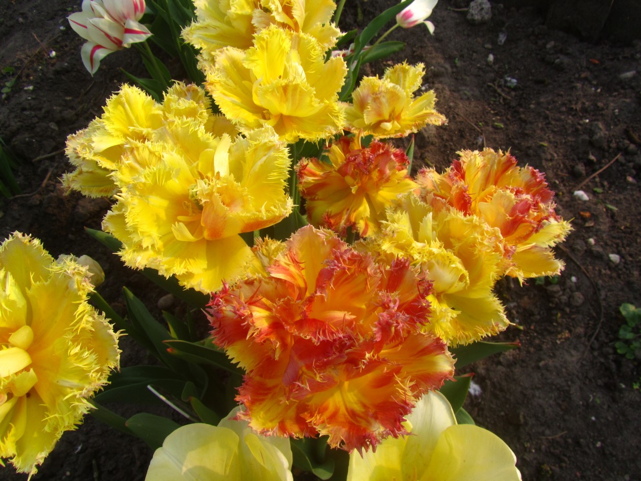 Tulp-Esprit-2 Esprit - Afbeelding 1