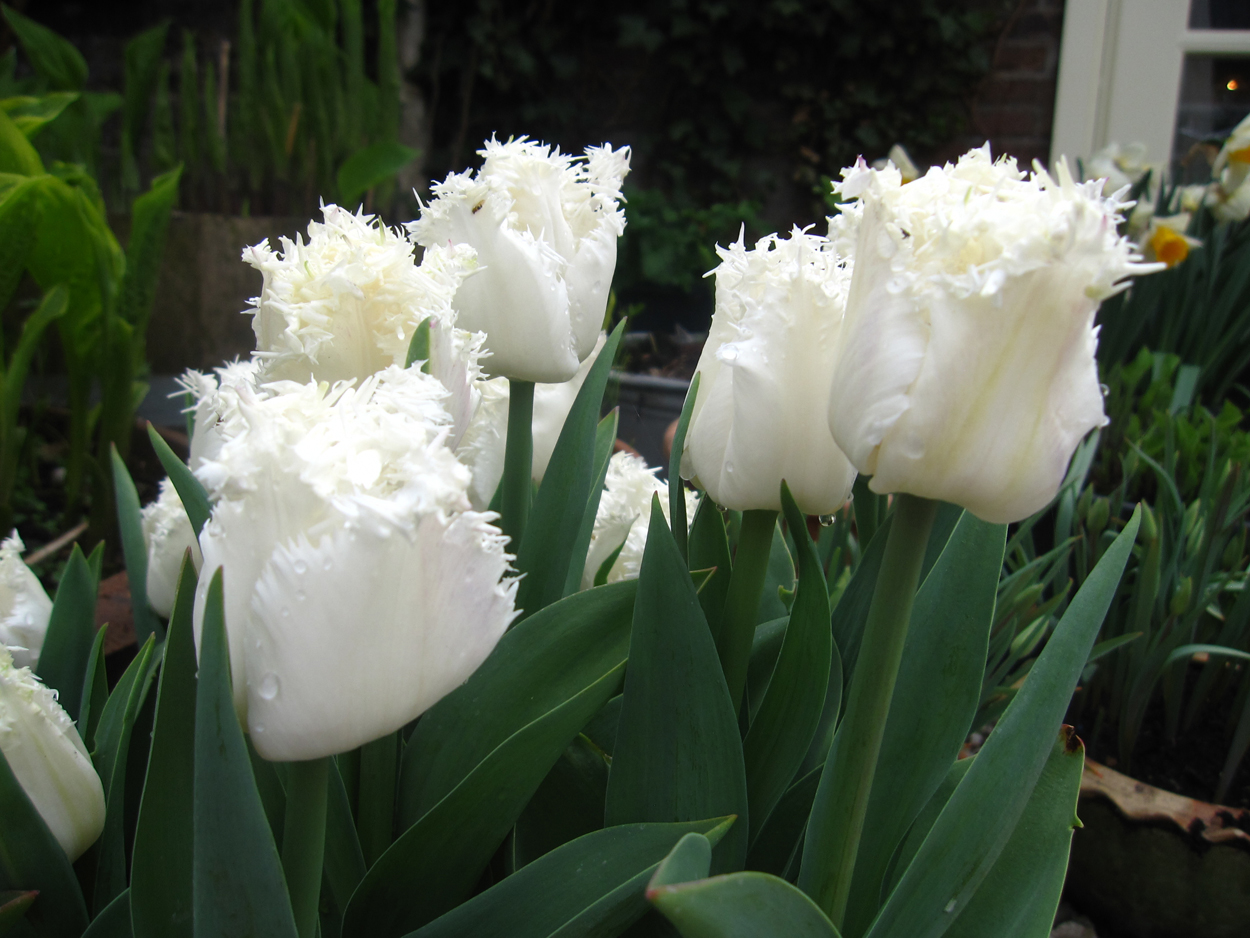Tulp-Estafette-1 Estafette - Afbeelding 1