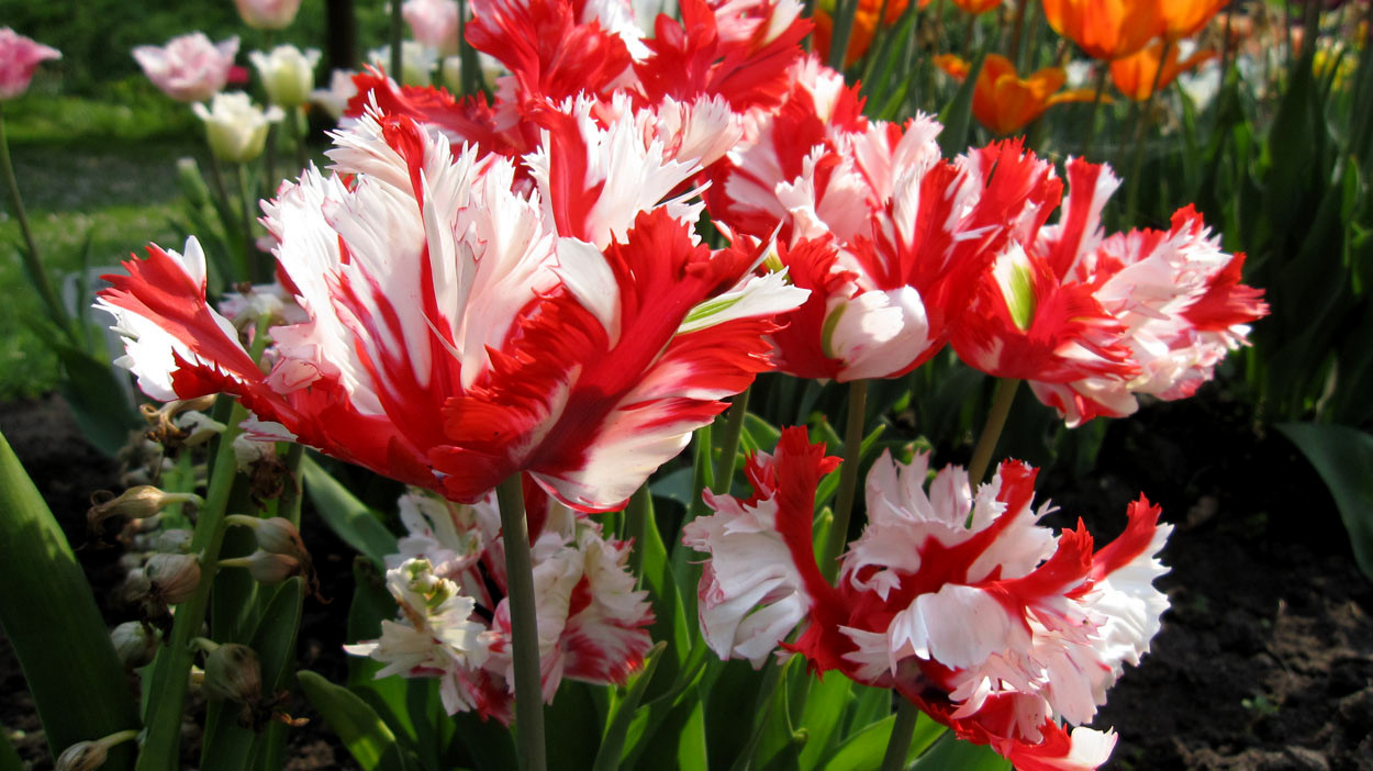 Tulp-Estella-Rijnveld-1 Estella Rijnveld - Afbeelding 1
