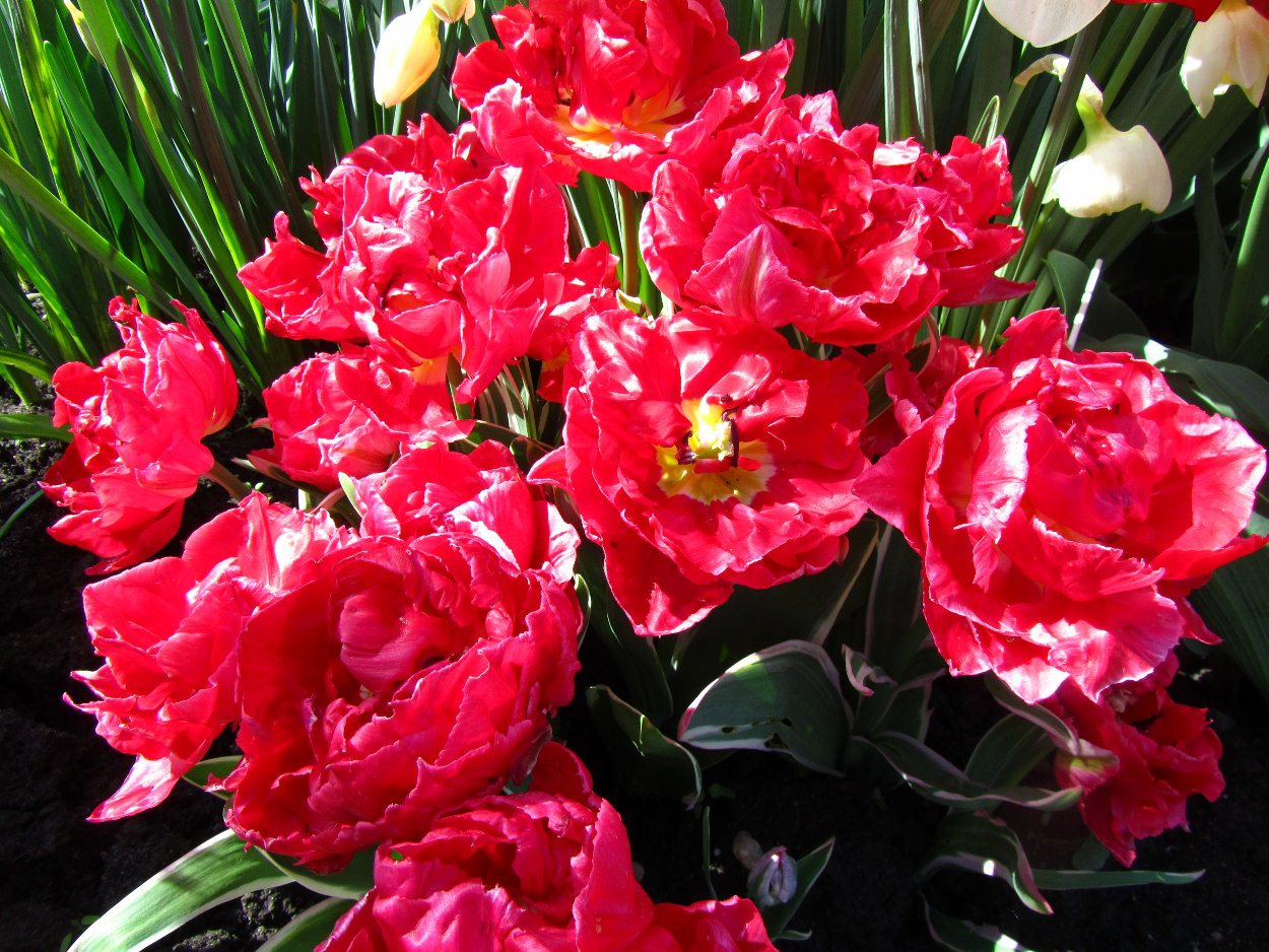 Tulp-Eternal-Flame-1 Eternal Flame - Afbeelding 1