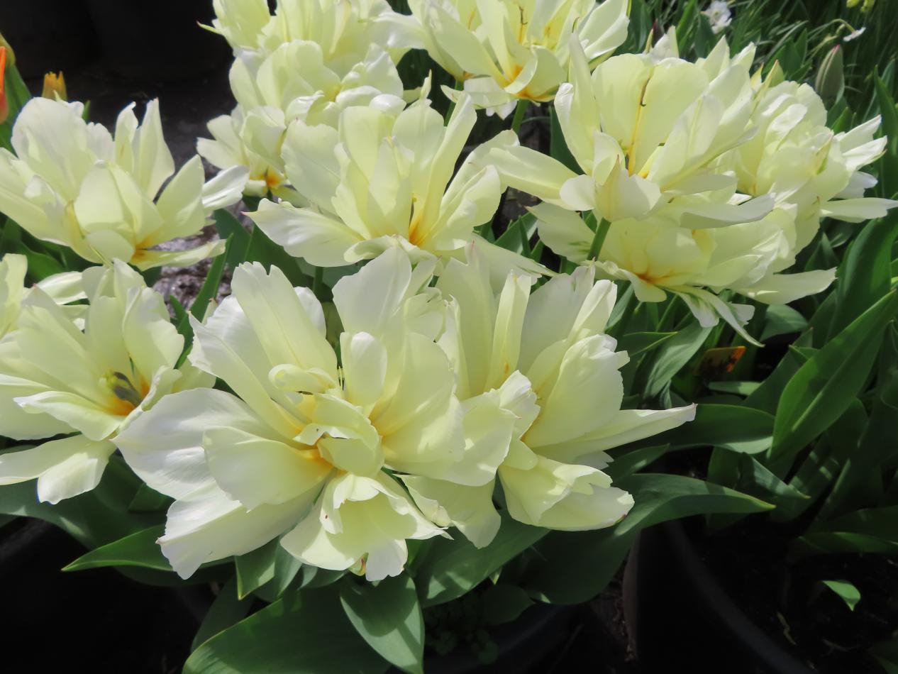 Tulp-Exotic-Emperor-1 Exotic Emperor - Afbeelding 1