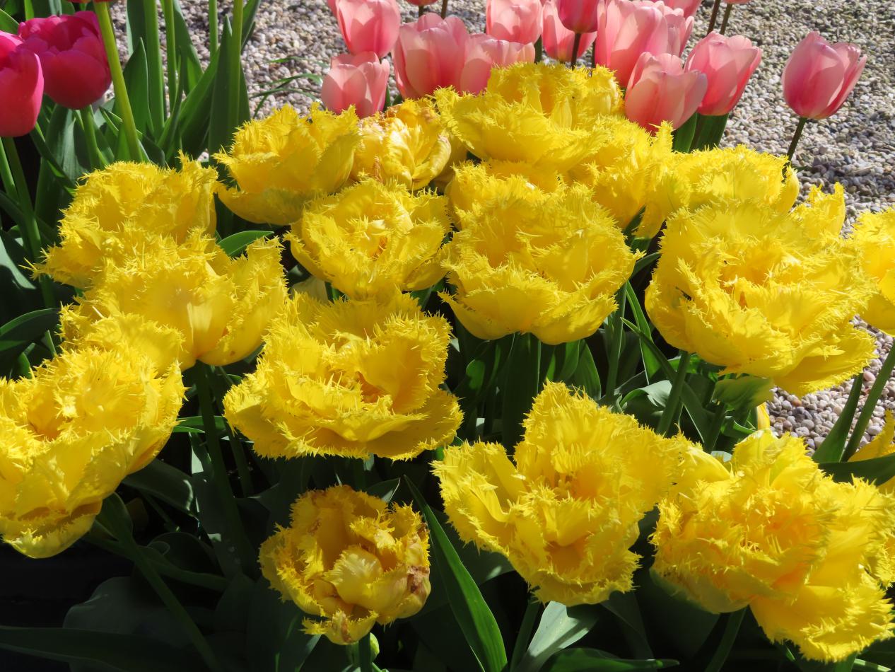 Tulp-Exotic-Sun-4 Exotic Sun - Afbeelding 1