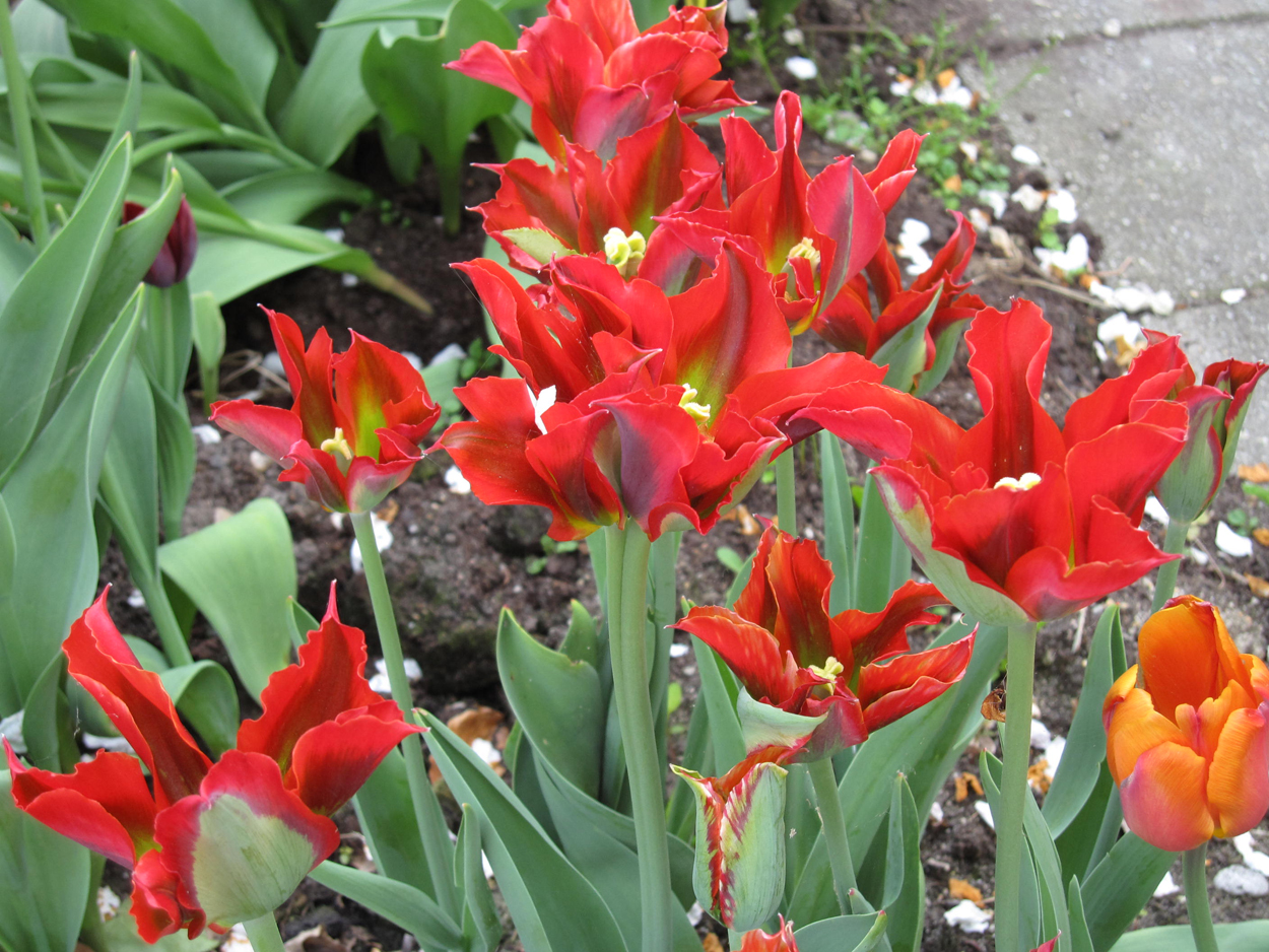 Tulp-Eye-Catcher-1 Eye Catcher - Afbeelding 1