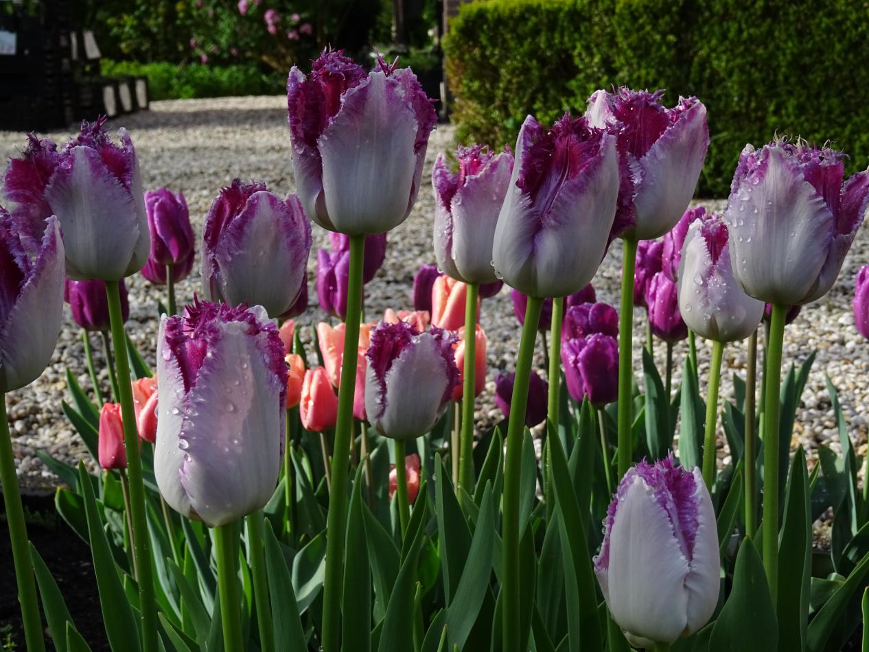 Tulp-Eyelash-4 Eyelash - Afbeelding 1