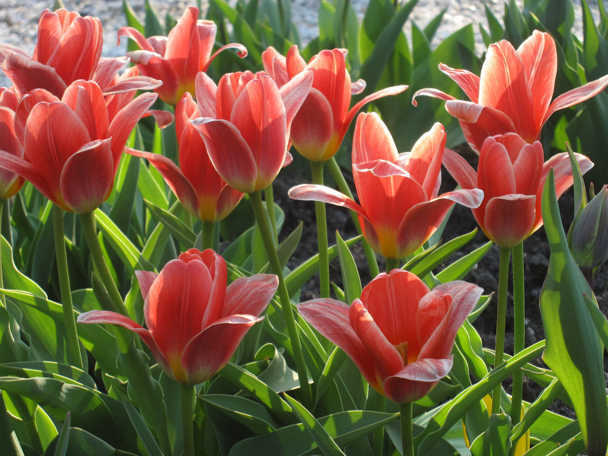 Tulp-Fashion-1 Fashion - Afbeelding 1