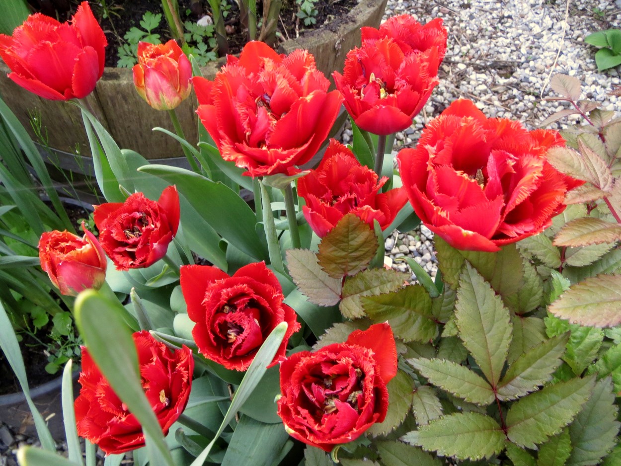 Tulp-Fiery-Dream-1 Fiery Dream - Afbeelding 1