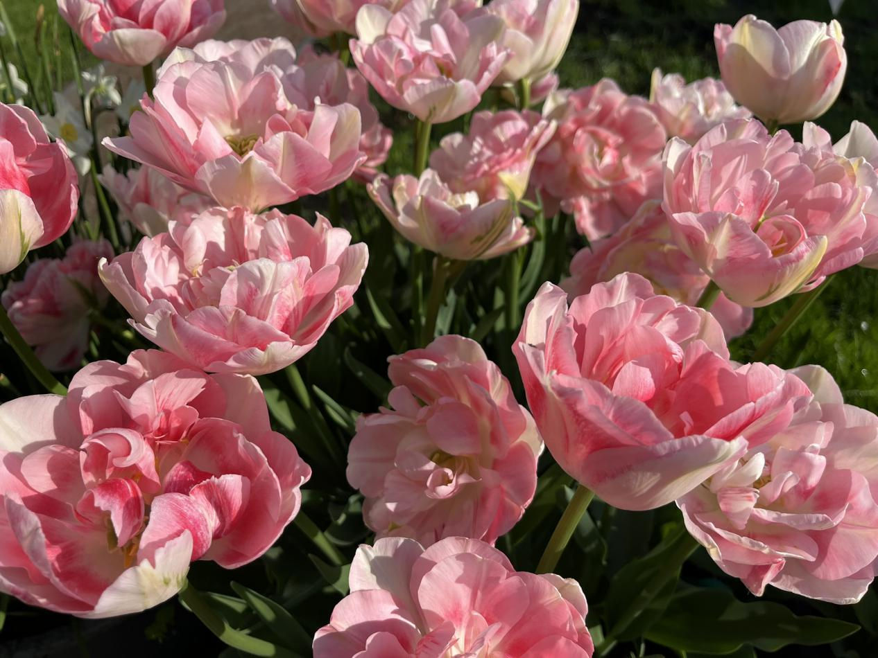 Tulp-Finola-1 Finola - Afbeelding 1