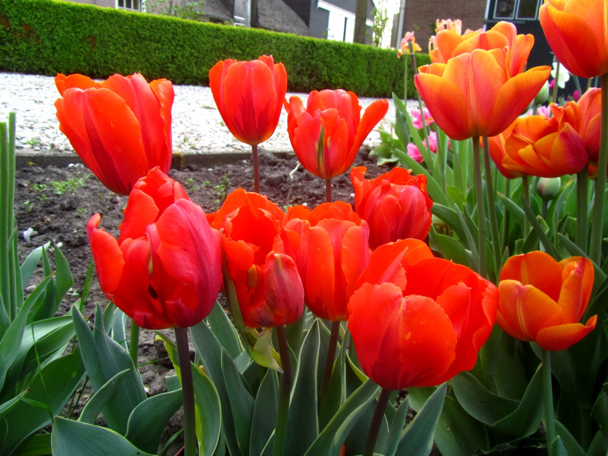Tulp-Fire-Queen-1 Fire Queen - Afbeelding 1