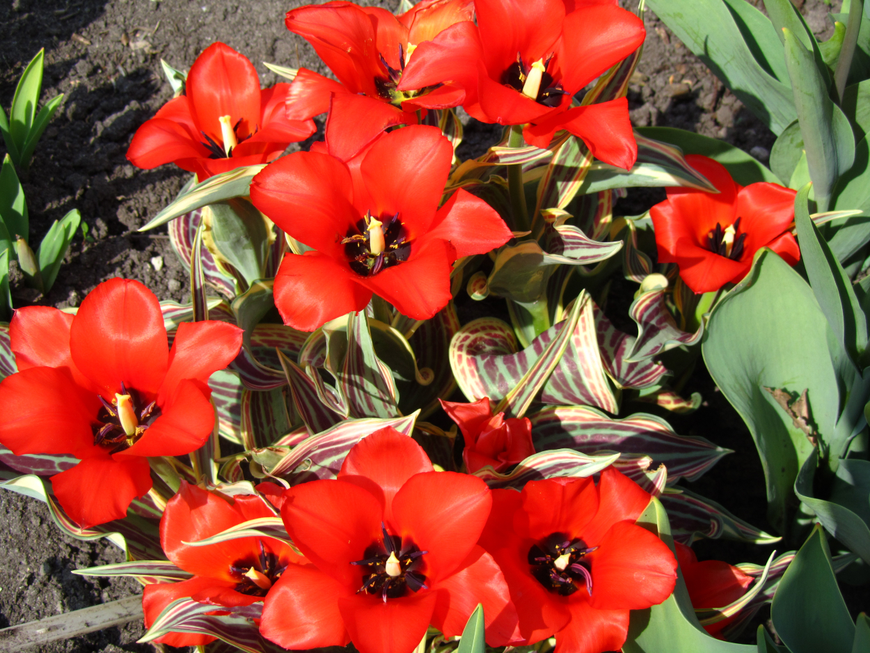 Tulp-Fire-of-Love-1 Fire of Love - Afbeelding 1