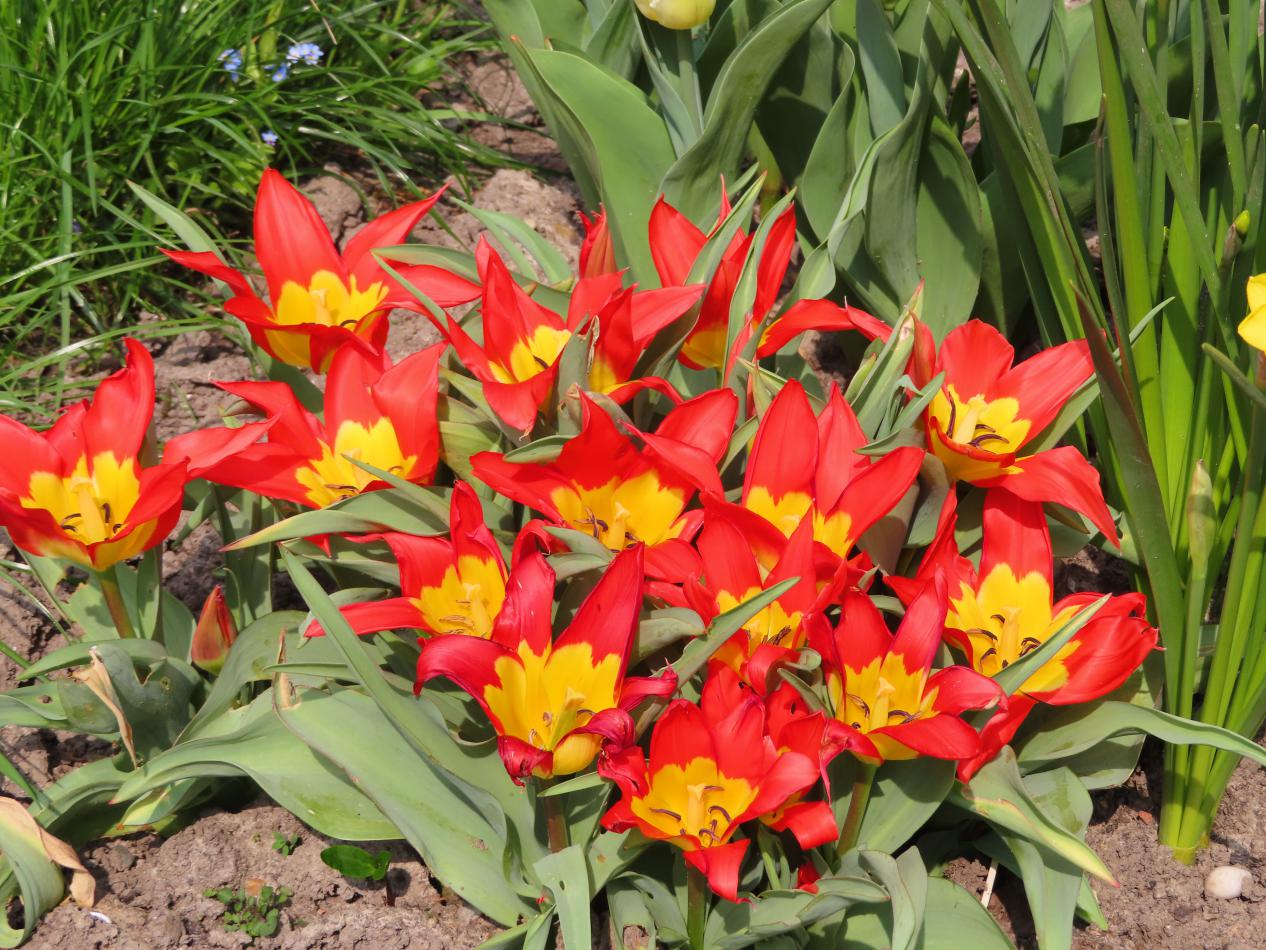 Tulp-Flames-Mystery-1 Flames Mystery - Afbeelding 1