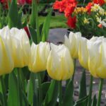 Flaming Agrass