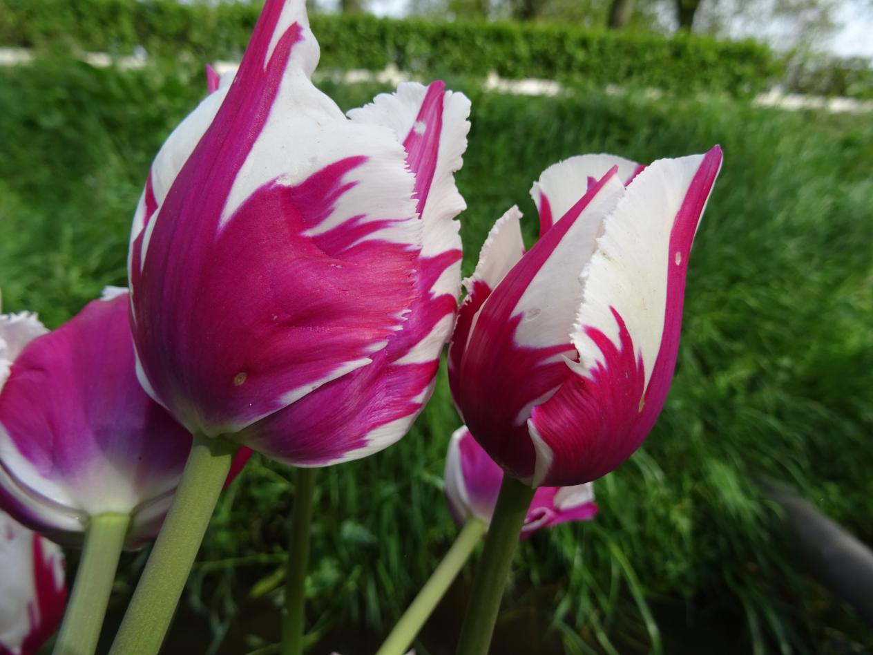 Tulp-Flaming-Baltic-1 Flaming Baltic - Afbeelding 1
