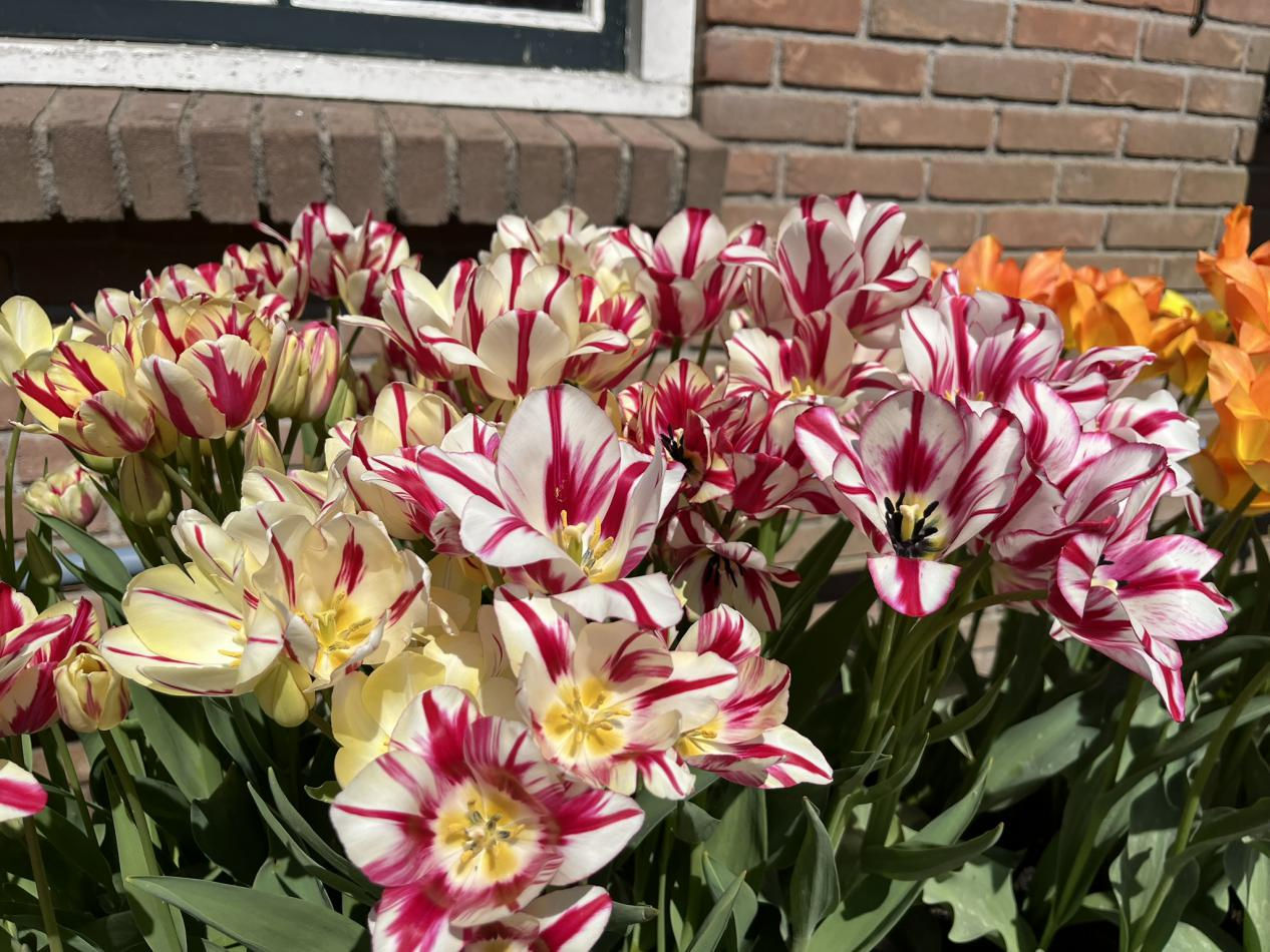 Tulp-Flaming-Club-1 Flaming Club - Afbeelding 1