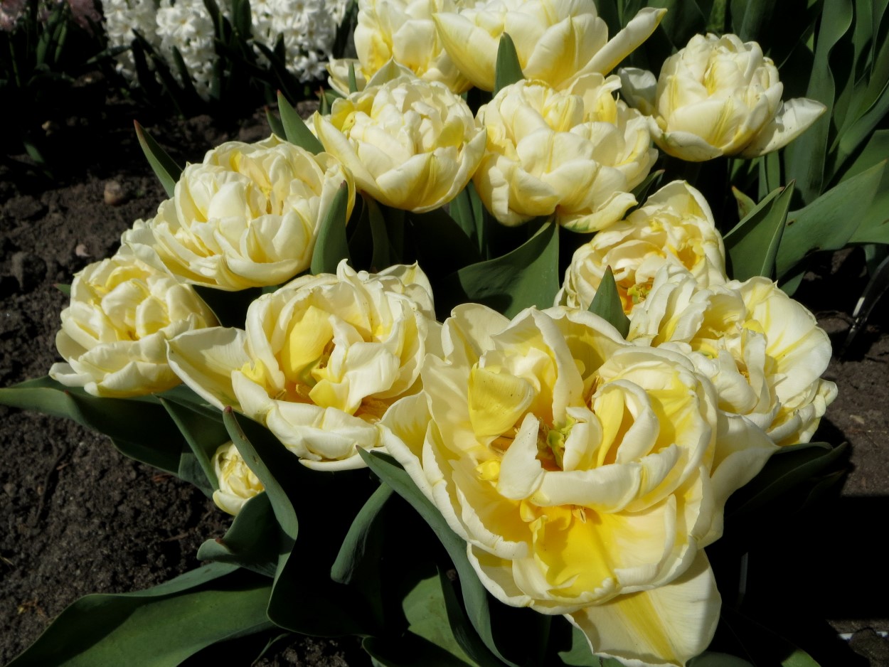 Tulp-Flaming-Evita-1 Flaming Evita - Afbeelding 1