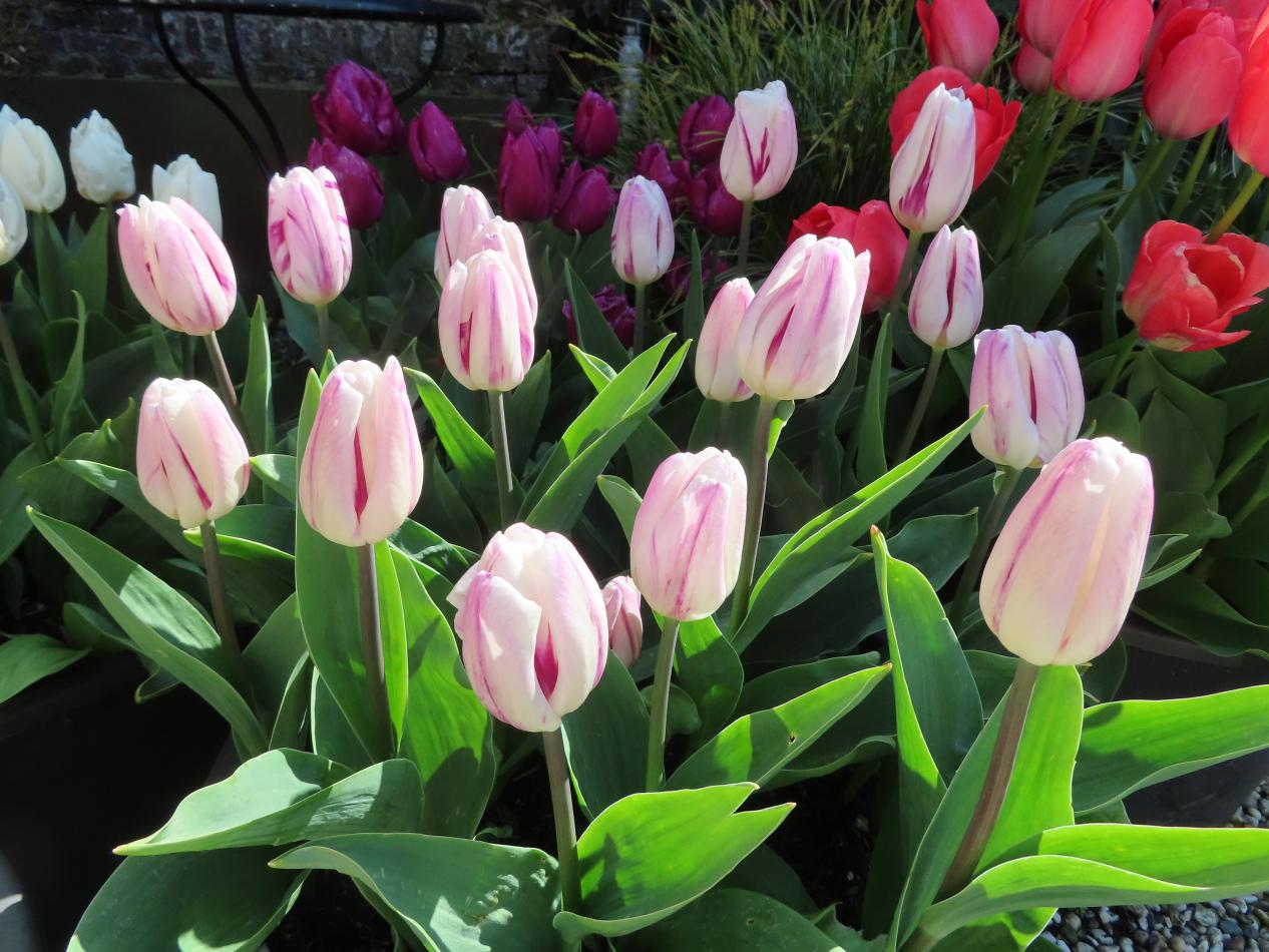 Tulp-Flaming-Flag-1 Flaming Flag - Afbeelding 1